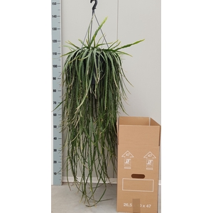 RHIPSALIS OV