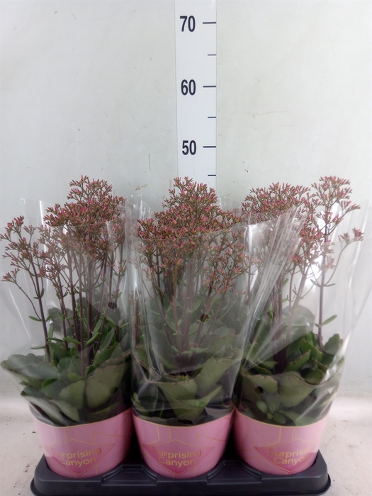 <h4>Kalanchoe  'WildFlow Surp Canyon'</h4>