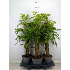 Philodendron   ...