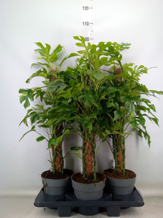 <h4>Philodendron   ...</h4>