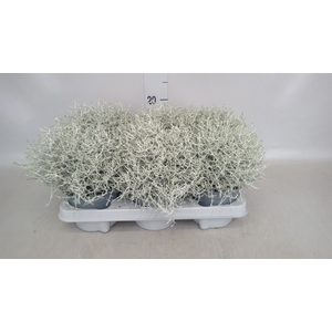 Leucophyta     [Calocephalus]