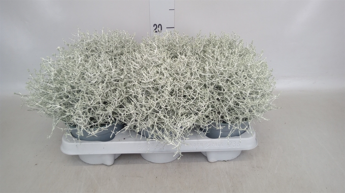 <h4>Leucophyta     [Calocephalus]</h4>