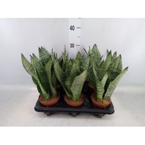 Sansevieria zeylanica