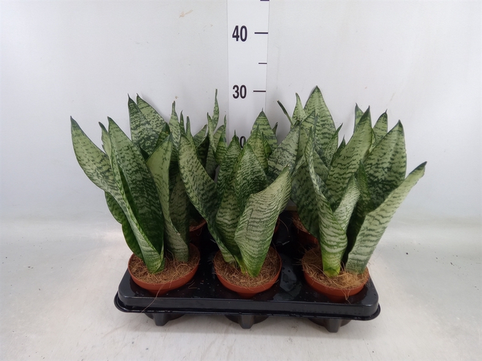 <h4>Sansevieria zeylanica</h4>