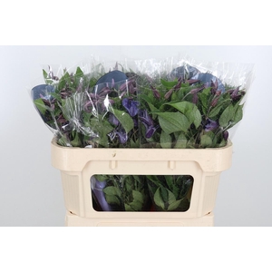 Clem Di Bl Pirouette