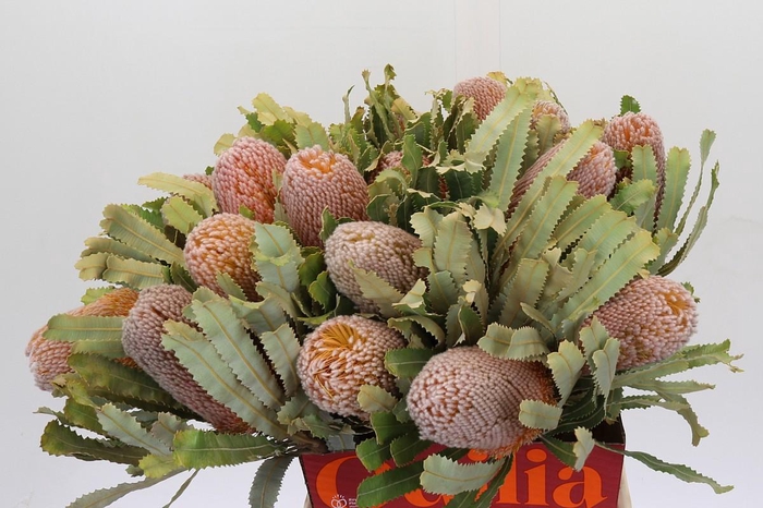 <h4>Banksia Burdettii</h4>