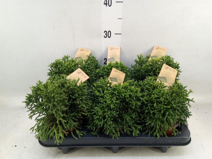 <h4>Rhipsalis   ...</h4>