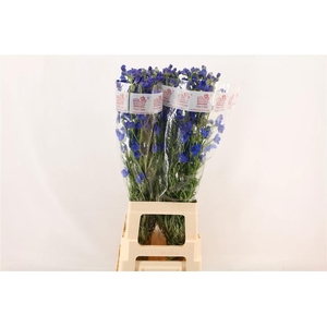 DELPH EN JENNY PEARL