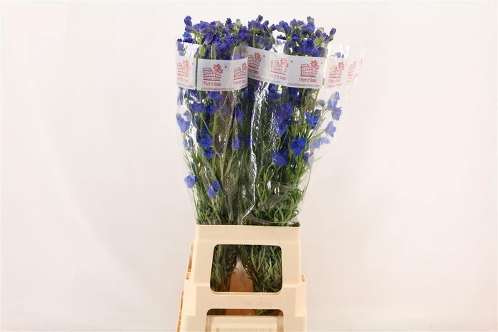 <h4>DELPH EN JENNY PEARL</h4>