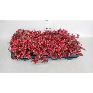 Gaultheria proc.