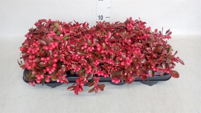 Gaultheria proc.