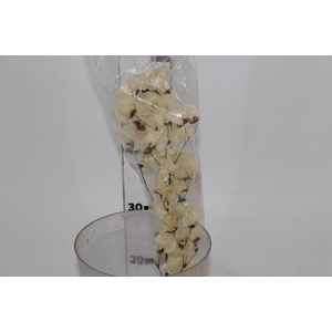 PLANTA SECA BOUGAINVILLE BRANCO 40CM