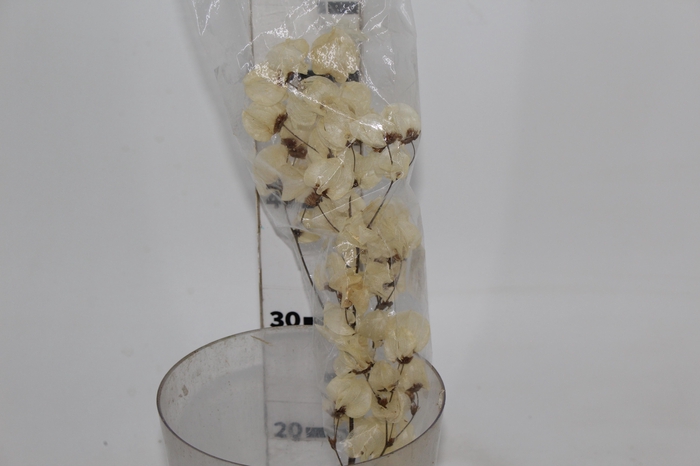 <h4>PLANTA SECA BOUGAINVILLE BRANCO 40CM</h4>