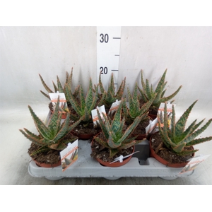 Aloe   ...