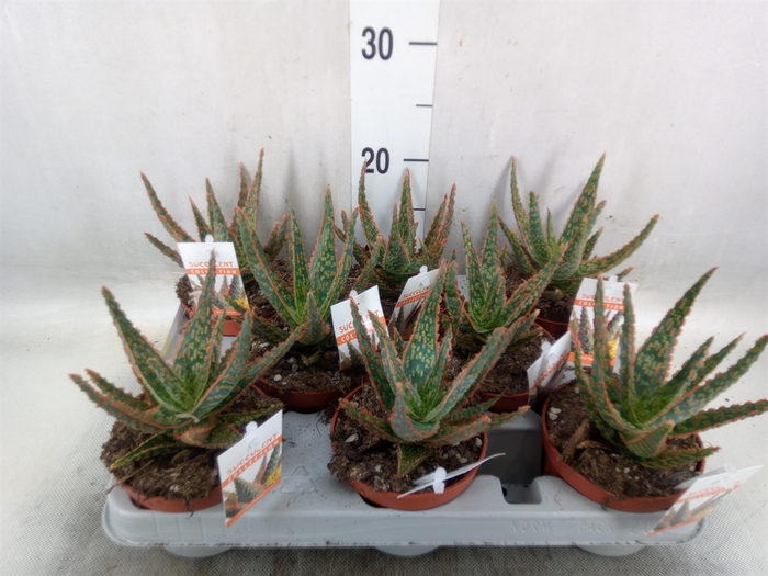 <h4>Aloe   ...</h4>
