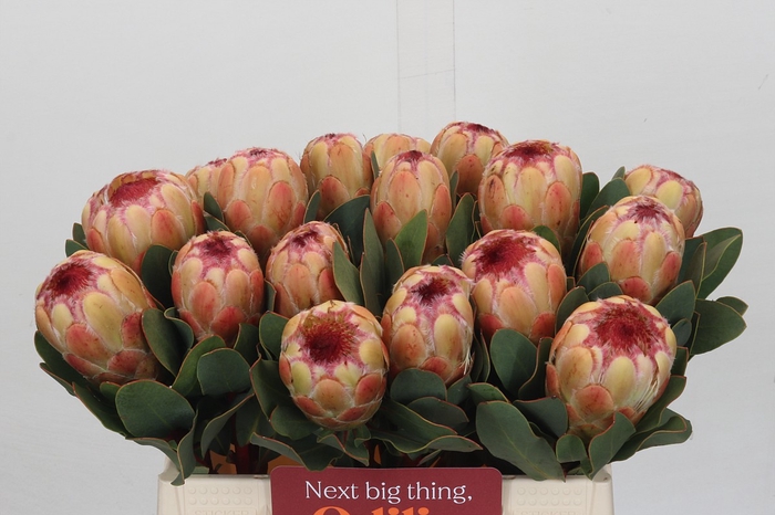 <h4>Protea Grandicolor</h4>