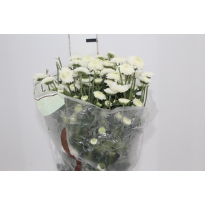 CRISANTEMO SANTINI FAROE 080 CM