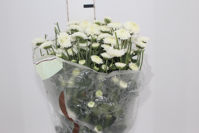 <h4>CRISANTEMO SANTINI FAROE 080 CM</h4>