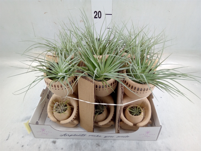 <h4>Arr.  Tillandsia L%</h4>