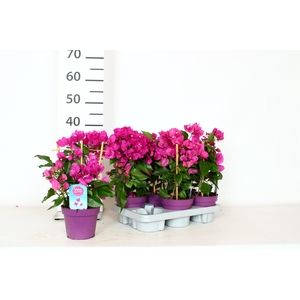 BOUGAINV VERA D P IM