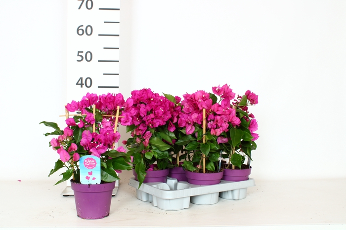 <h4>BOUGAINV VERA D P IM</h4>
