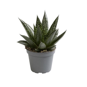 ALOE HYBRID P6 D. DUE