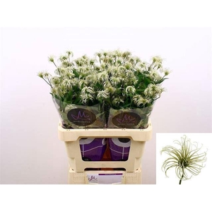 CLEMATIS AMAZING KIBO