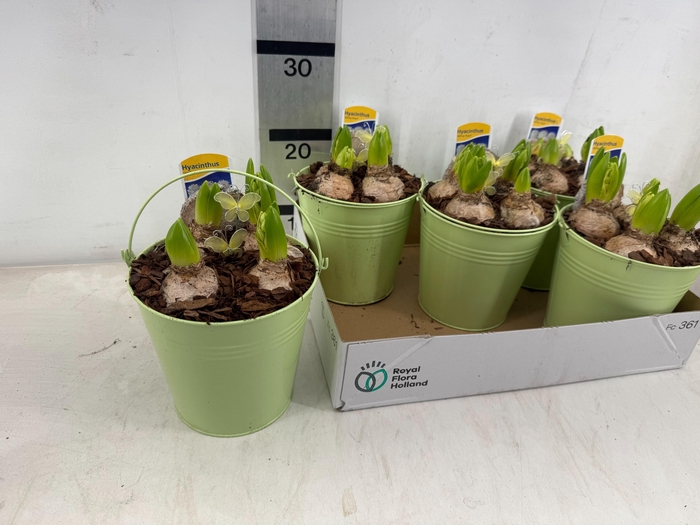 <h4>ARR HYACINTH</h4>