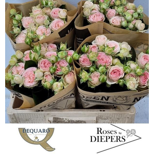 R Tr Sweet Giselle Diepers
