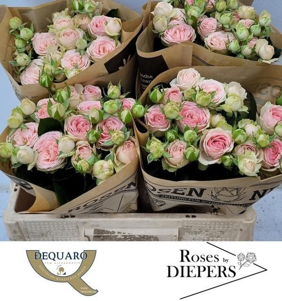 <h4>R Tr Sweet Giselle Diepers</h4>