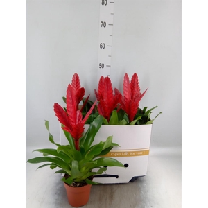 Vriesea 'Stream'