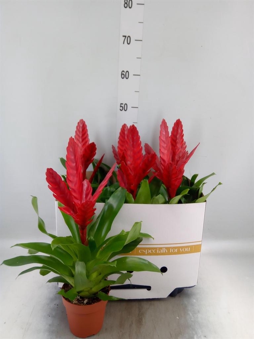 <h4>Vriesea  'Stream'</h4>