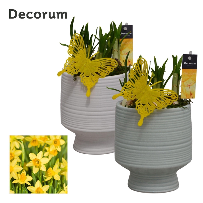 <h4>Narcis Pot sur Pied HL14963N</h4>