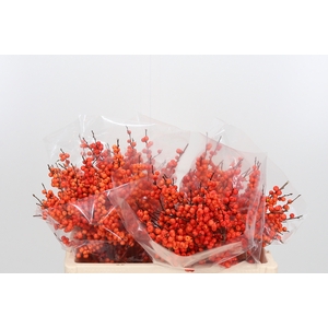 Ilex Ve Orange Glow