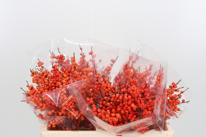 <h4>Ilex Ve Orange Glow</h4>