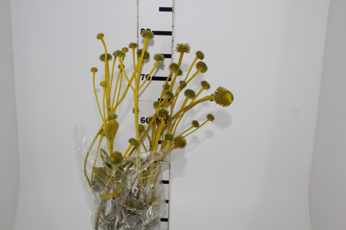 <h4>COGUMELO EA - AMARELO</h4>