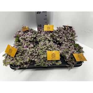 Callisia repens Rosato 10,5Ø 15cm