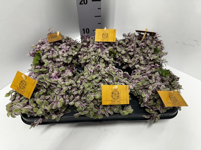 Callisia repens Rosato 10,5Ø 15cm
