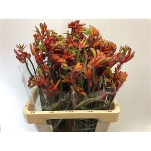 ANIGOZ RAMP ROY SLAV