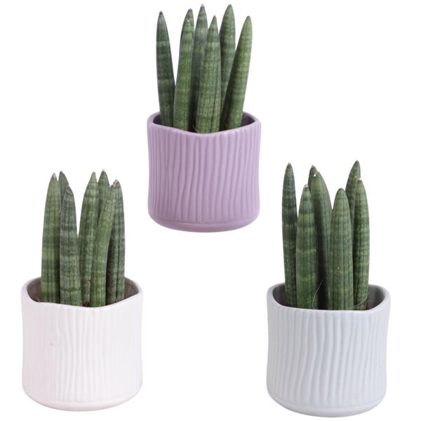 <h4>Sansevieria Cylindrica Straight 7 Leaf in Ø10cm Ceramic SE570</h4>