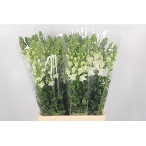 Antirrhinum It. White