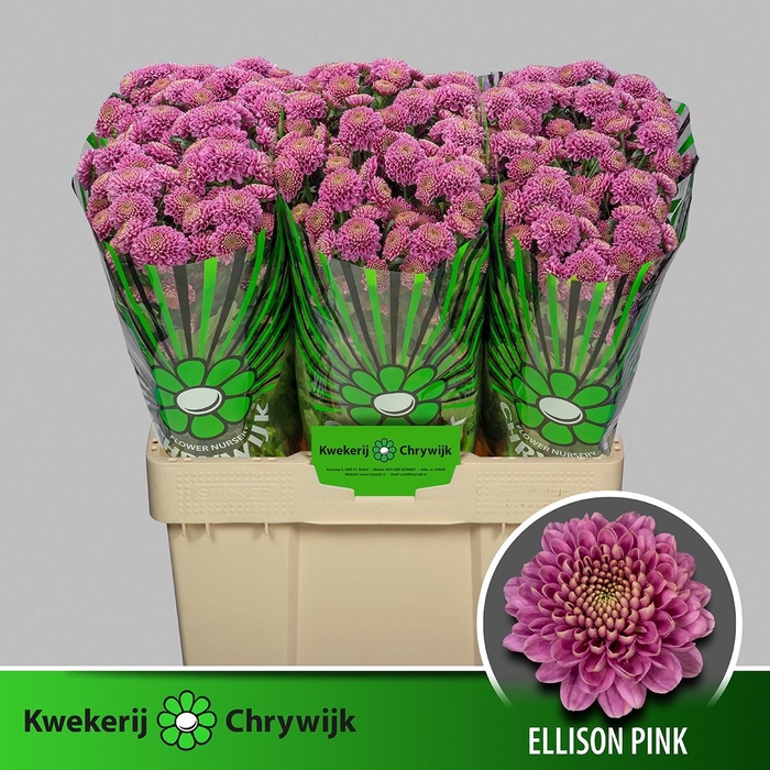 CHRYSANTHEMUM SA 'ELLISON'