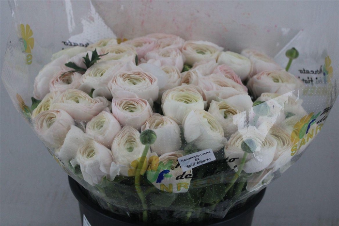 <h4>Ran Cloni Sup Hanoi</h4>