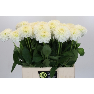 Dahlia Snow Cap