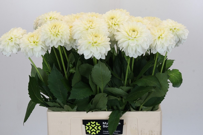 <h4>Dahlia Snow Cap</h4>