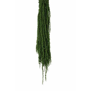 Preserved amaranthus paint moss green