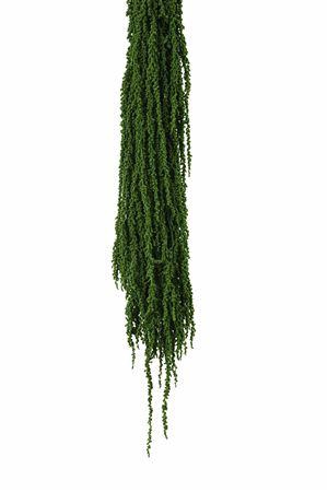 <h4>Preserved amaranthus paint moss green</h4>