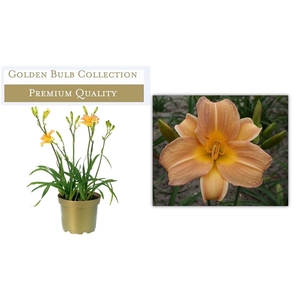 Hemerocallis Orange