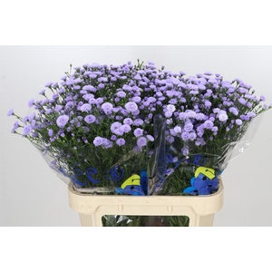 Aster Baby Blue