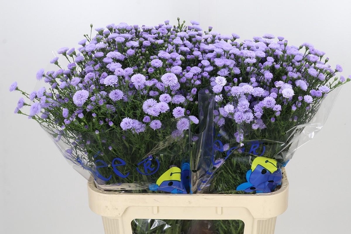 <h4>Aster Baby Blue</h4>